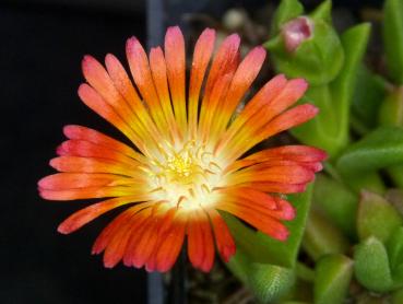 Mother plant with flowers